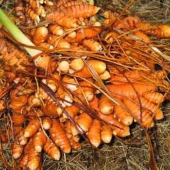 Raw Pasumanjal (1kg)